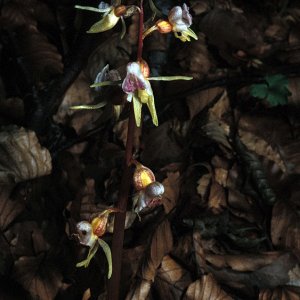 Widerbart (Epipogium aphyllum)
