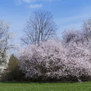 Baumblüten (Ringlotten, Mirabellen, Kriachaln) - 3