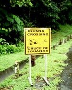 cruce de iguanas 1.jpg