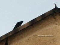 Ratebild_0904.jpg