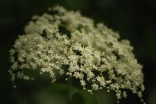 IMG_7078.JPG