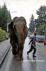 Elefant_Voecklabruck.jpg Elefant_Voecklabruck.jpg