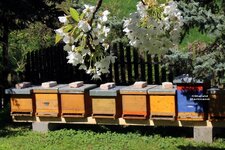 Bienenstoecke.jpg