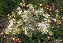 Knollen MÃ¤desÃ¼ÃŸ Filipendula vulgaris.jpg