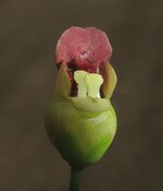 Orchideenwiese 052.jpg