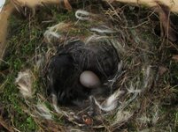 nest (30).jpg
