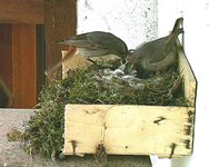 nest  (130).JPG