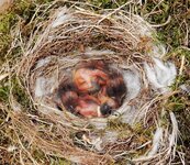 nest (4).jpg