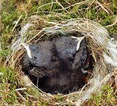 nest 2 (7).jpg
