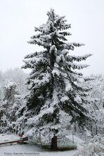 Tanne_Winter_K27_02.jpg