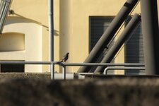 IMG_0093.JPG