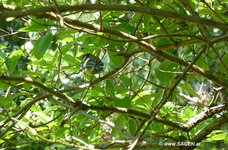 Ratebild_22_5_2011.jpg