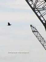 Ratebild_2011_06_09.JPG