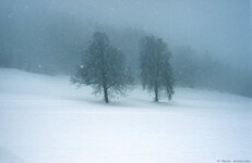 Winter_Ampass_Tirol.jpg