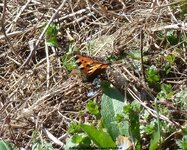 Schmetterling_Sonnenberg_12_3_12.jpg Schmetterling_Sonnenberg_12_3_12.jpg