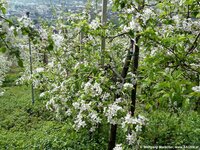 Apfelbluete_Vinschgau_2012_13.jpg
