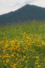 IMG_7275.JPG