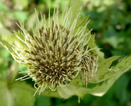 Kohldistel8.14.jpg