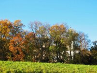 IMG_9718.jpg
