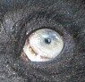 Auge.jpg