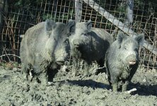 Wildschweine.jpg Wildschweine.jpg