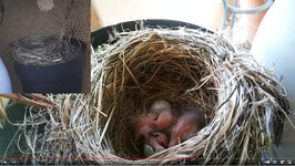 Geburt_3_Vogel_30_April_2024.jpg
