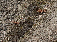 Ratebild_15_07_2015.jpg