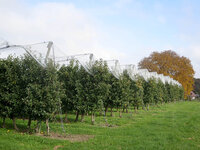 ApfelPlantage3.jpg