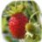 fairyberry
