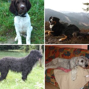 hunde