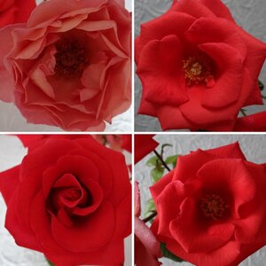Voll erblühte Rosen