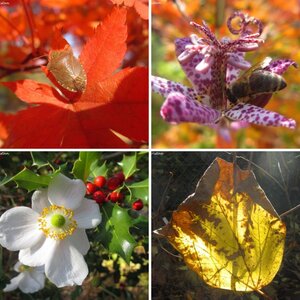 Herbstliche Impressionen vom Grazer Botanischen Garten