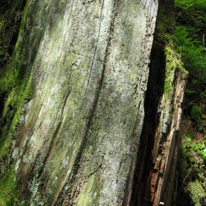ein morscher Baumstock