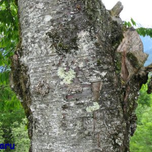 Stamm eines alten Kirschbaumes