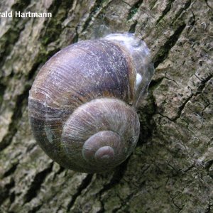 Schnecke