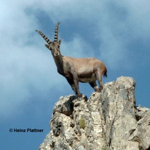 Steinbock, Tirol