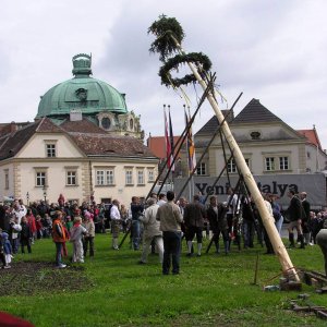 Maibaumsetzen