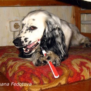 Hund mit Zahnbürste