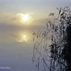 Morgenstimmung am Wallersee