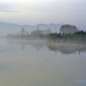 Morgennebel am Wallersee