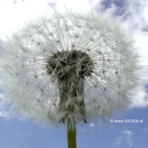 Pusteblume