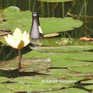 Bier-Flasche