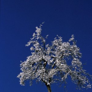Apfelbaum im Winter