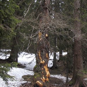 Rauhe Gegend - Wilde Bäume