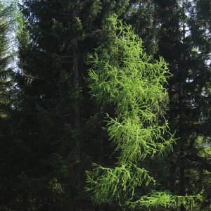Jugend im Licht