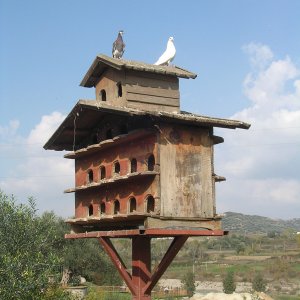 Taubenschlag bei Tirana