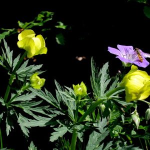 Trollblume (Trollus europaeus) und Wald-Storchschnabel (Geranium sylvaticum