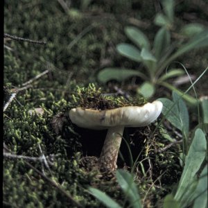 Pilz