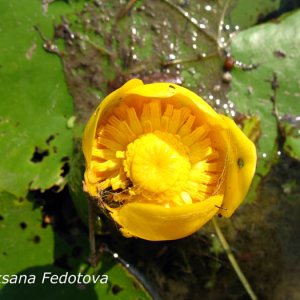 Seerose