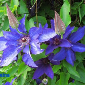 clematis